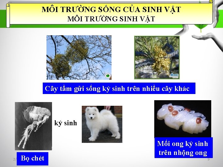 MÔI TRƯỜNG SỐNG CỦA SINH VẬT MÔI TRƯỜNG SINH VẬT Cây tầm gửi sống