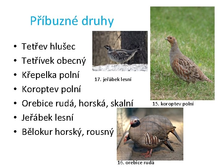 Příbuzné druhy • • Tetřev hlušec Tetřívek obecný Křepelka polní 17. jeřábek lesní Koroptev