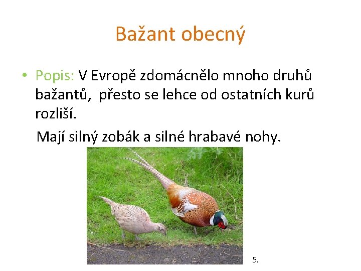 Bažant obecný • Popis: V Evropě zdomácnělo mnoho druhů bažantů, přesto se lehce od