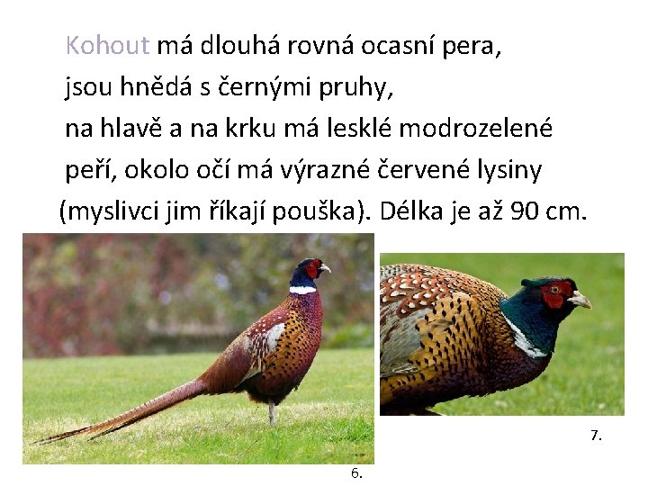  Kohout má dlouhá rovná ocasní pera, jsou hnědá s černými pruhy, na hlavě