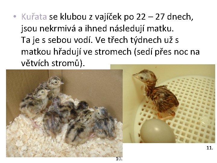  • Kuřata se klubou z vajíček po 22 – 27 dnech, jsou nekrmivá