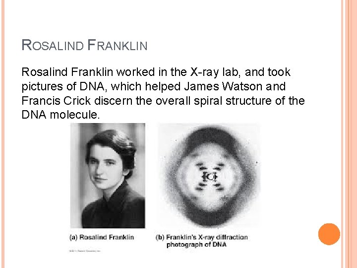 ROSALIND FRANKLIN Rosalind Franklin worked in the X-ray lab, and took pictures of DNA,