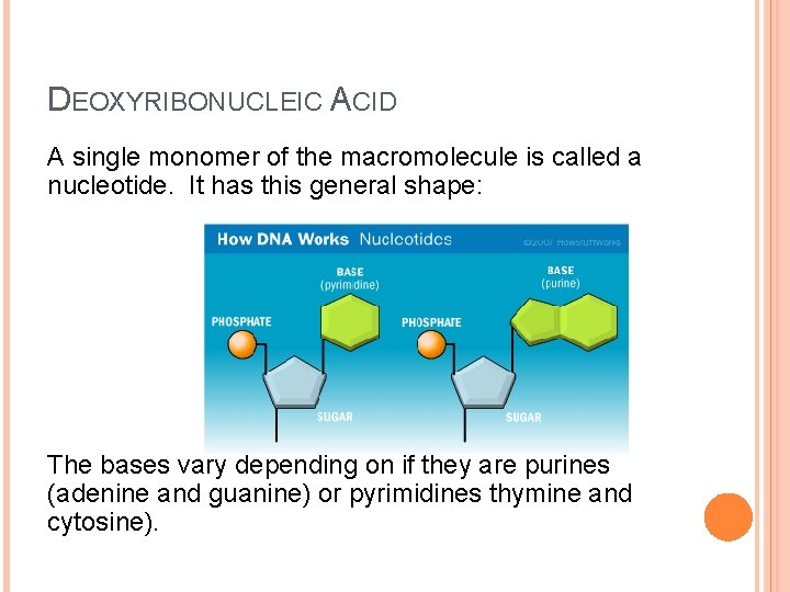 DEOXYRIBONUCLEIC ACID A single monomer of the macromolecule is called a nucleotide. It has