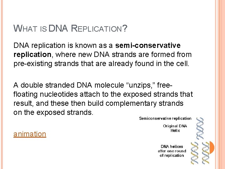 WHAT IS DNA REPLICATION? DNA replication is known as a semi-conservative replication, where new