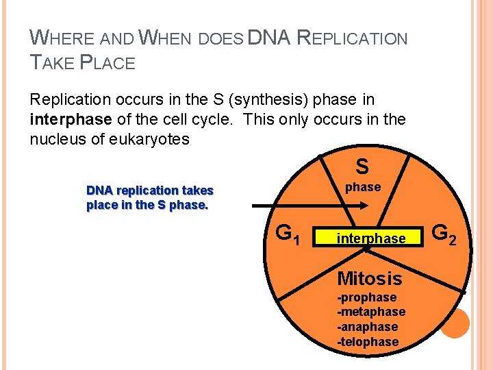 WHERE AND WHEN DOES DNA REPLICATION TAKE PLACE Replication occurs in the S (synthesis)