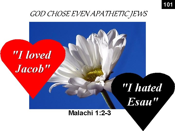 101 GOD CHOSE EVEN APATHETIC JEWS "I loved Jacob" "I hated Esau" Malachi 1: 101 GOD CHOSE EVEN APATHETIC JEWS "I loved Jacob" "I hated Esau" Malachi 1: