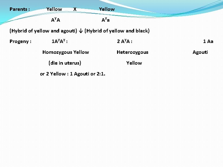 Parents : Yellow X Yellow AYA AYa (Hybrid of yellow and agouti) ↓ (Hybrid