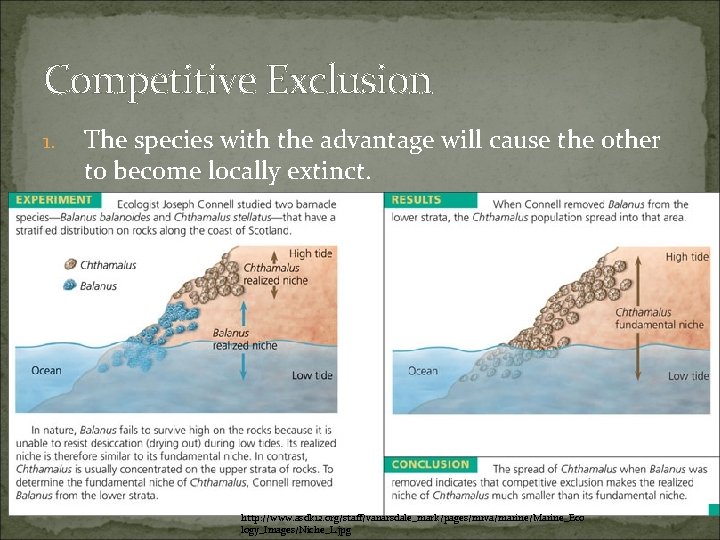 Competitive Exclusion 1. The species with the advantage will cause the other to become Competitive Exclusion 1. The species with the advantage will cause the other to become