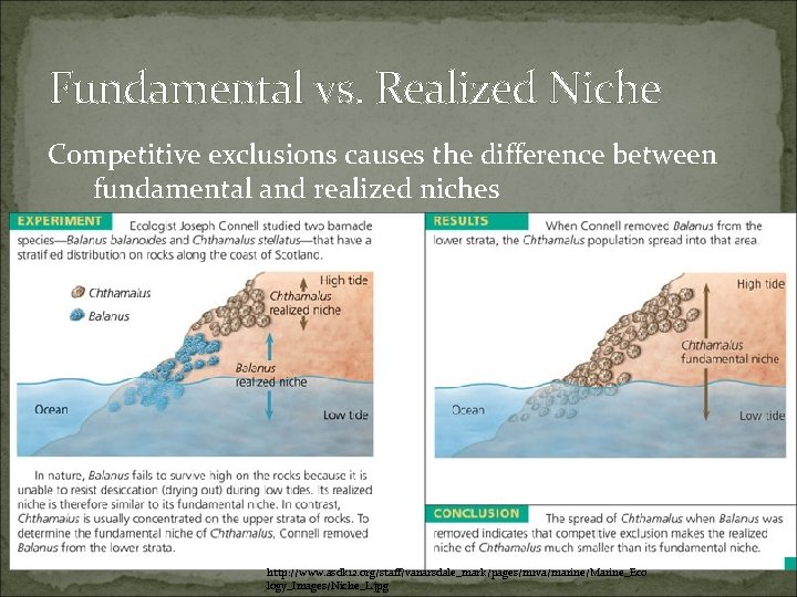 Fundamental vs. Realized Niche Competitive exclusions causes the difference between fundamental and realized niches Fundamental vs. Realized Niche Competitive exclusions causes the difference between fundamental and realized niches
