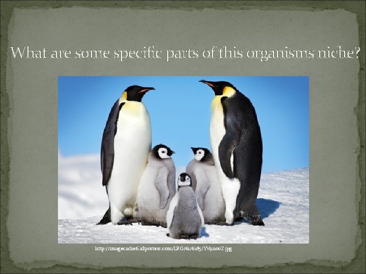 What are some specific parts of this organisms niche? http: //imagecache 6. allposters. com/LRG/61/6185/YV What are some specific parts of this organisms niche? http: //imagecache 6. allposters. com/LRG/61/6185/YV