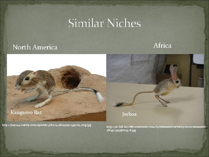 Similar Niches Africa North America Kangaroo Rat http: //jhay 244. weebly. com/uploads/3/8/2/4/38249791/4391715_orig. jpg Jerboa Similar Niches Africa North America Kangaroo Rat http: //jhay 244. weebly. com/uploads/3/8/2/4/38249791/4391715_orig. jpg Jerboa