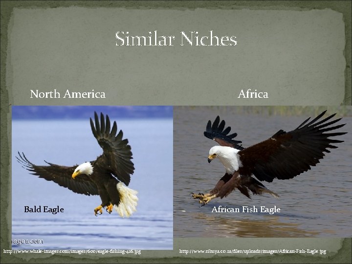 Similar Niches North America Bald Eagle http: //www. whale-images. com/images/600/eagle-fishing-416. jpg African Fish Eagle Similar Niches North America Bald Eagle http: //www. whale-images. com/images/600/eagle-fishing-416. jpg African Fish Eagle