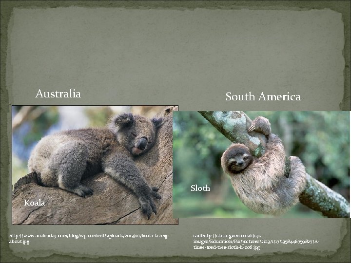 Australia South America Sloth Koala http: //www. acuteaday. com/blog/wp-content/uploads/2013/01/koala-lazingabout. jpg sadfhttp: //static. guim. co. Australia South America Sloth Koala http: //www. acuteaday. com/blog/wp-content/uploads/2013/01/koala-lazingabout. jpg sadfhttp: //static. guim. co.