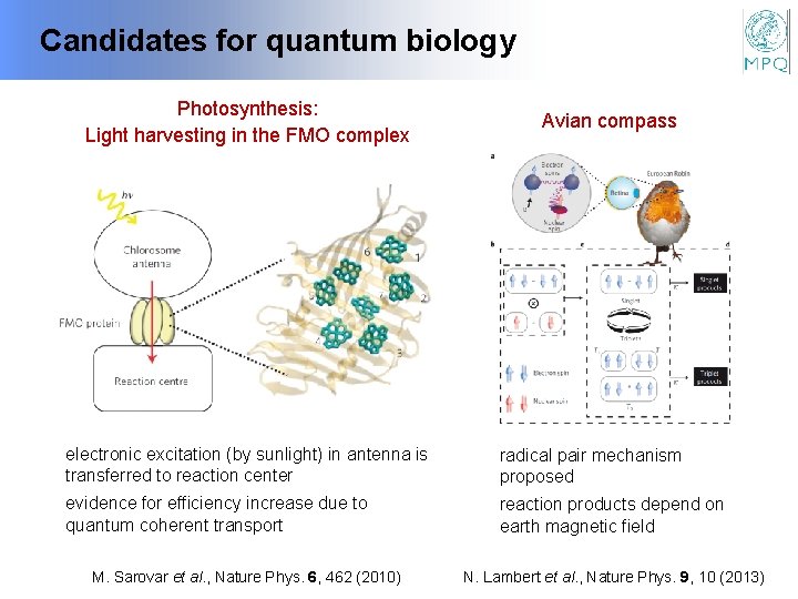 Candidates for quantum biology Photosynthesis: Light harvesting in the FMO complex Avian compass electronic