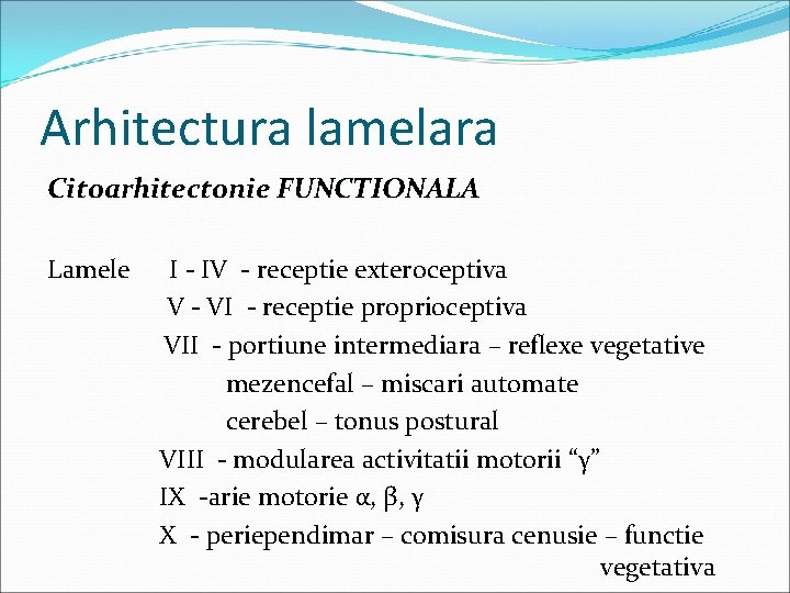 Arhitectura lamelara Citoarhitectonie FUNCTIONALA Lamele I - IV - receptie exteroceptiva V - VI