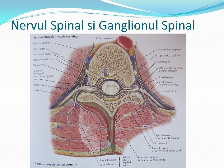 Nervul Spinal si Ganglionul Spinal Nervul Spinal si Ganglionul Spinal