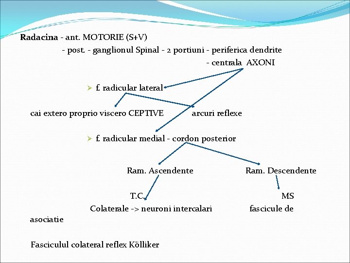 Radacina - ant. MOTORIE (S+V) Radacina - post. - ganglionul Spinal - 2 portiuni