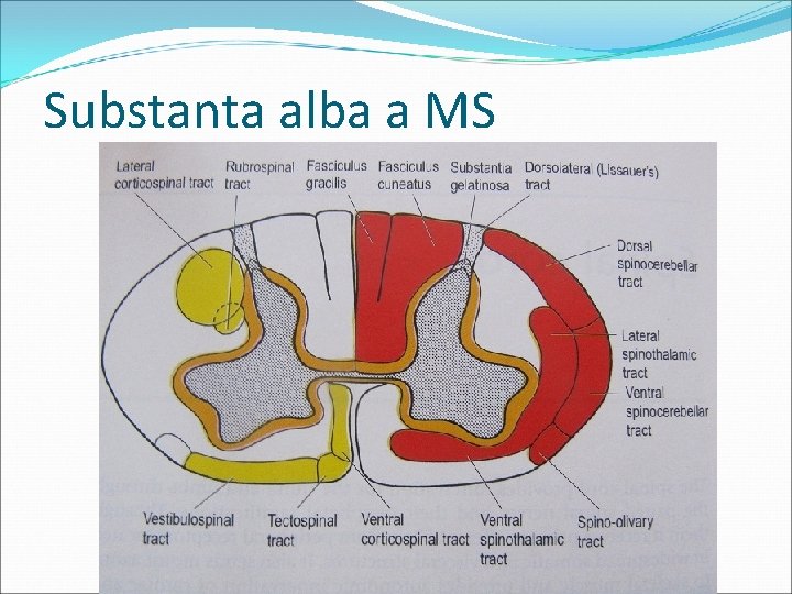 Substanta alba a MS Substanta alba a MS
