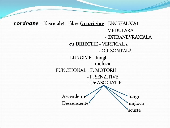 - cordoane – (fascicule) – fibre (cu origine - ENCEFALICA) - MEDULARA - EXTRANEVRAXIALA