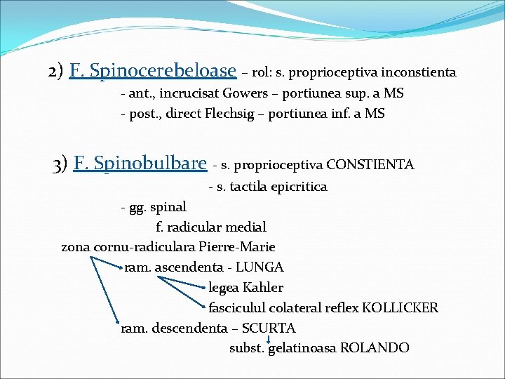  2) F. Spinocerebeloase – rol: s. proprioceptiva inconstienta – - ant. , incrucisat