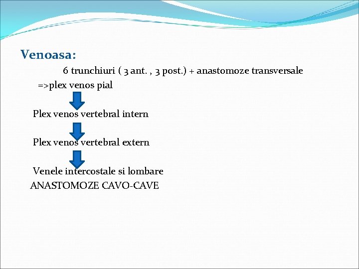 Venoasa: 6 trunchiuri ( 3 ant. , 3 post. ) + anastomoze transversale =>plex