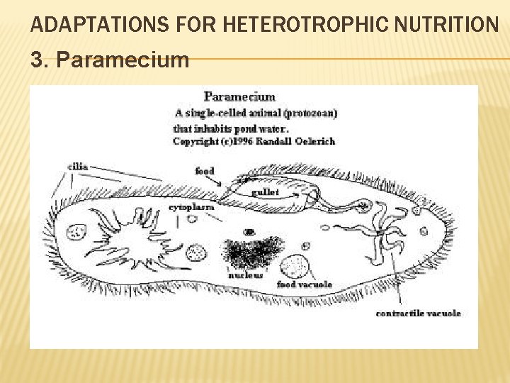 ADAPTATIONS FOR HETEROTROPHIC NUTRITION 3. Paramecium 