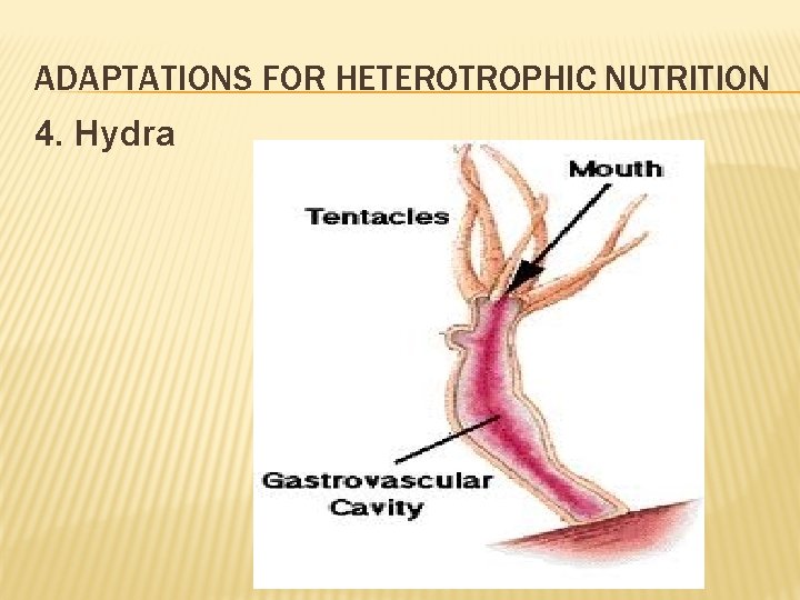 ADAPTATIONS FOR HETEROTROPHIC NUTRITION 4. Hydra 