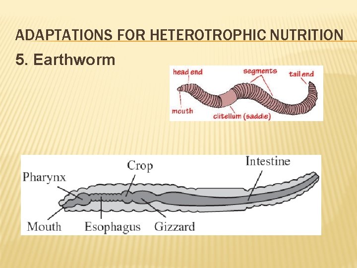ADAPTATIONS FOR HETEROTROPHIC NUTRITION 5. Earthworm 