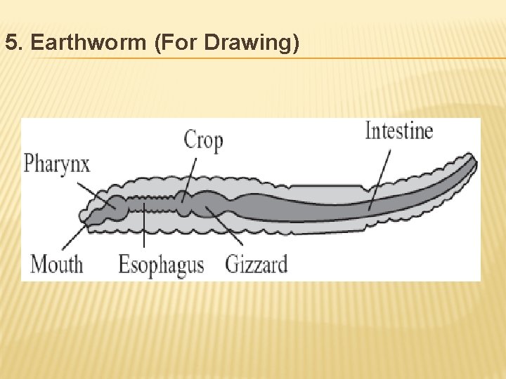 5. Earthworm (For Drawing) 