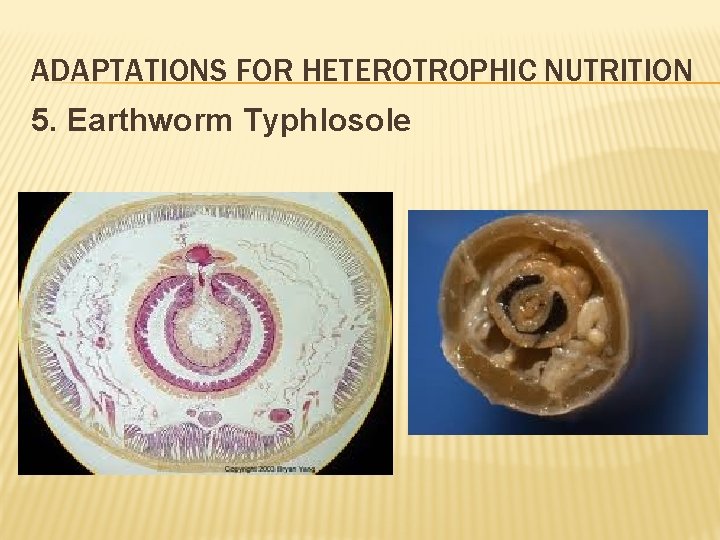 ADAPTATIONS FOR HETEROTROPHIC NUTRITION 5. Earthworm Typhlosole 