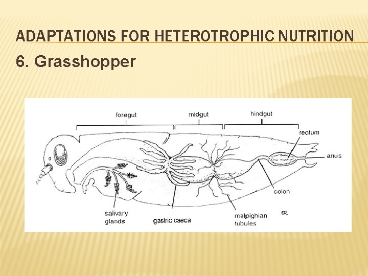 ADAPTATIONS FOR HETEROTROPHIC NUTRITION 6. Grasshopper 