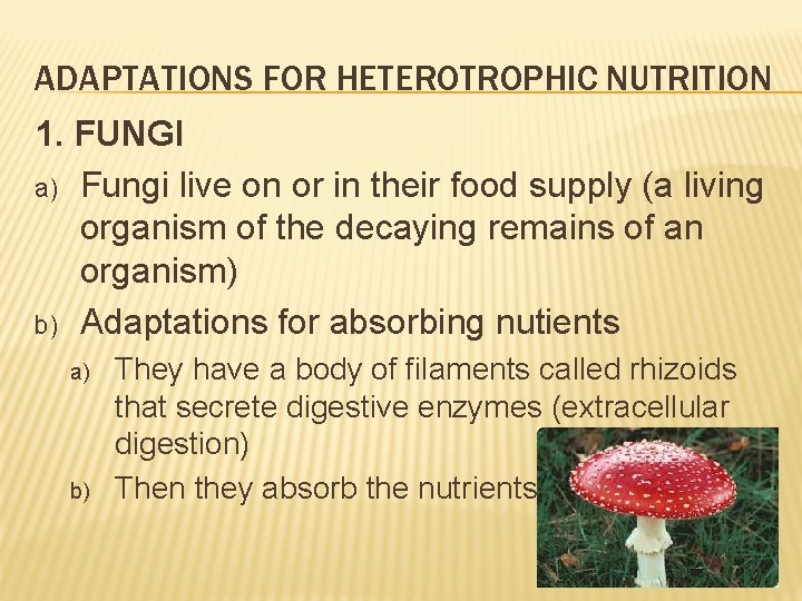 ADAPTATIONS FOR HETEROTROPHIC NUTRITION 1. FUNGI a) Fungi live on or in their food