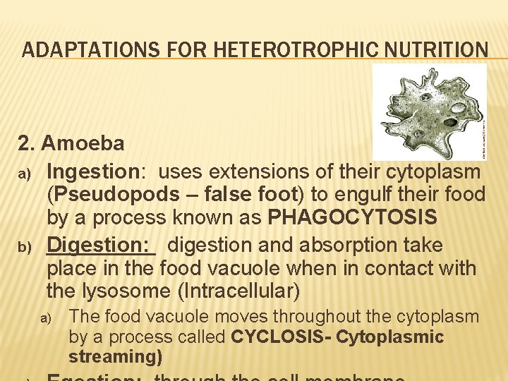 ADAPTATIONS FOR HETEROTROPHIC NUTRITION 2. Amoeba a) Ingestion: uses extensions of their cytoplasm (Pseudopods