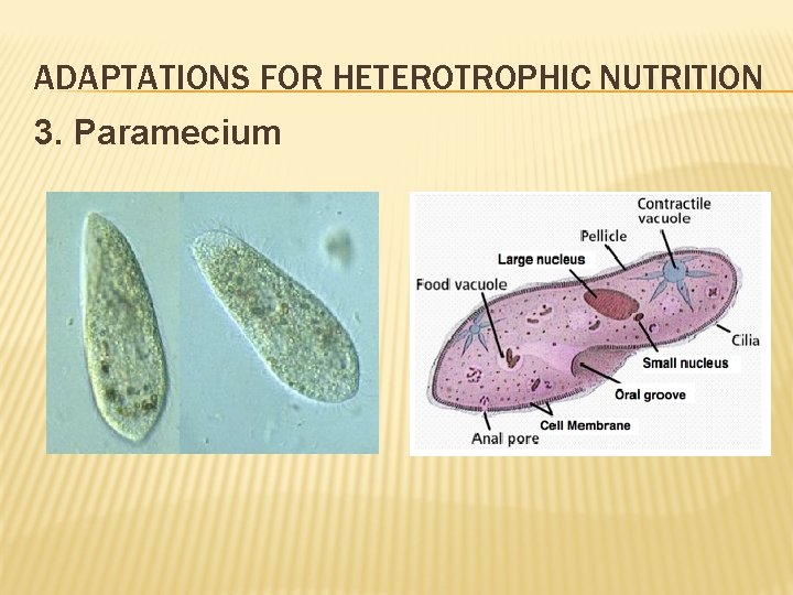 ADAPTATIONS FOR HETEROTROPHIC NUTRITION 3. Paramecium 