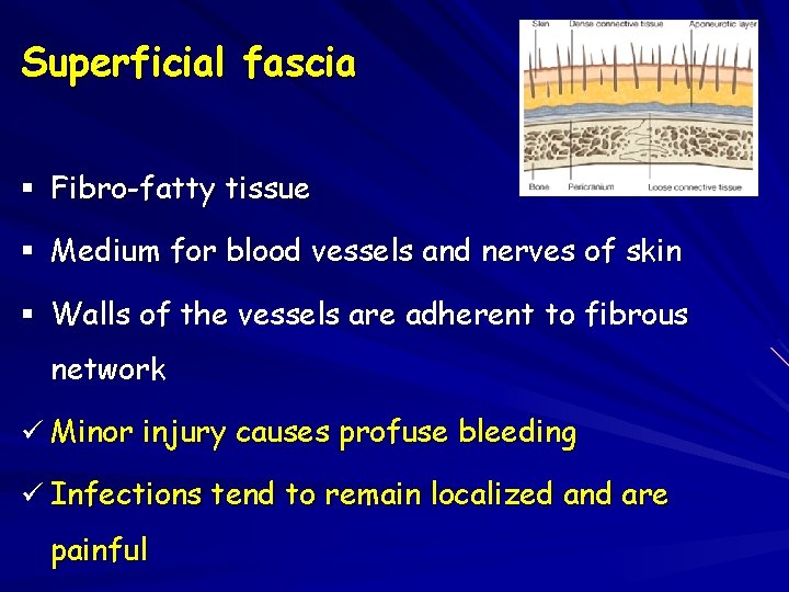 Superficial fascia § Fibro-fatty tissue § Medium for blood vessels and nerves of skin