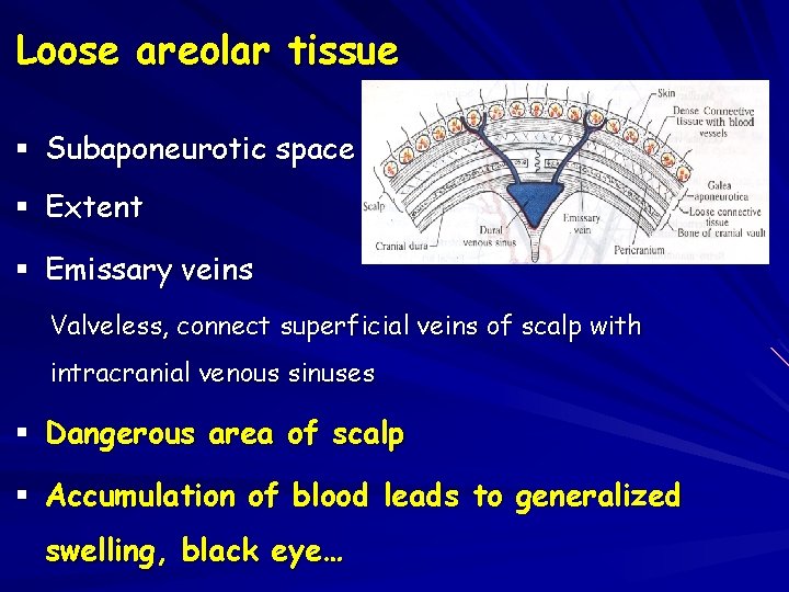 Loose areolar tissue § Subaponeurotic space § Extent § Emissary veins Valveless, connect superficial