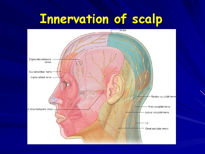 Innervation of scalp 