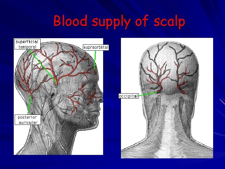 Blood supply of scalp 