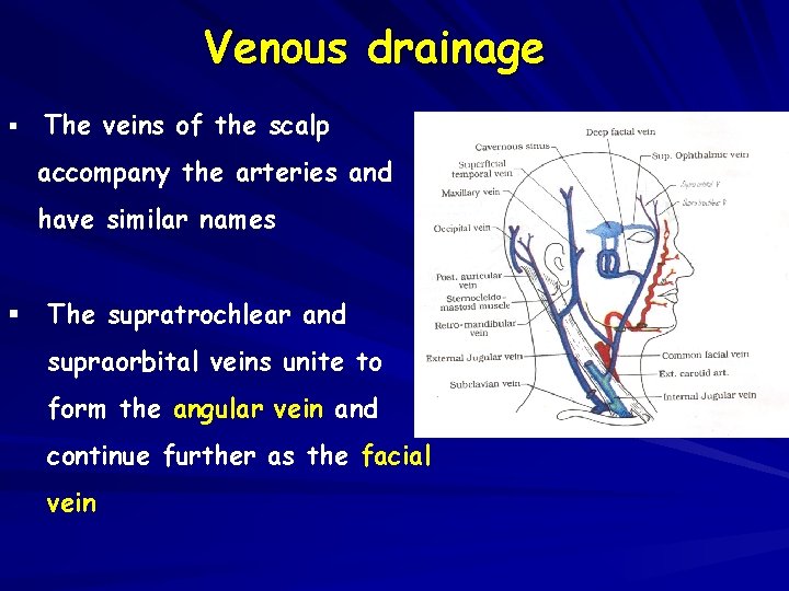 Venous drainage § The veins of the scalp accompany the arteries and have similar