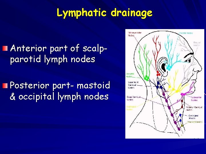 Lymphatic drainage Anterior part of scalpparotid lymph nodes Posterior part- mastoid & occipital lymph
