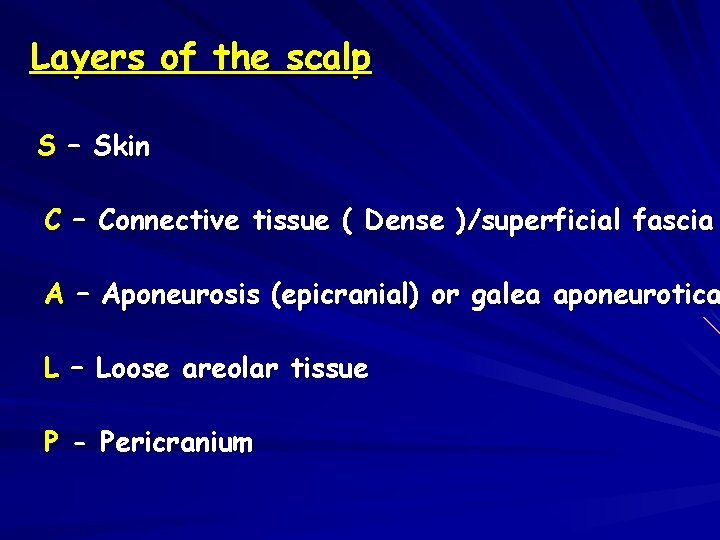 Layers of the scalp S – Skin C – Connective tissue ( Dense )/superficial