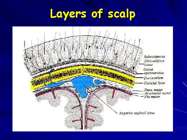 Layers of scalp 
