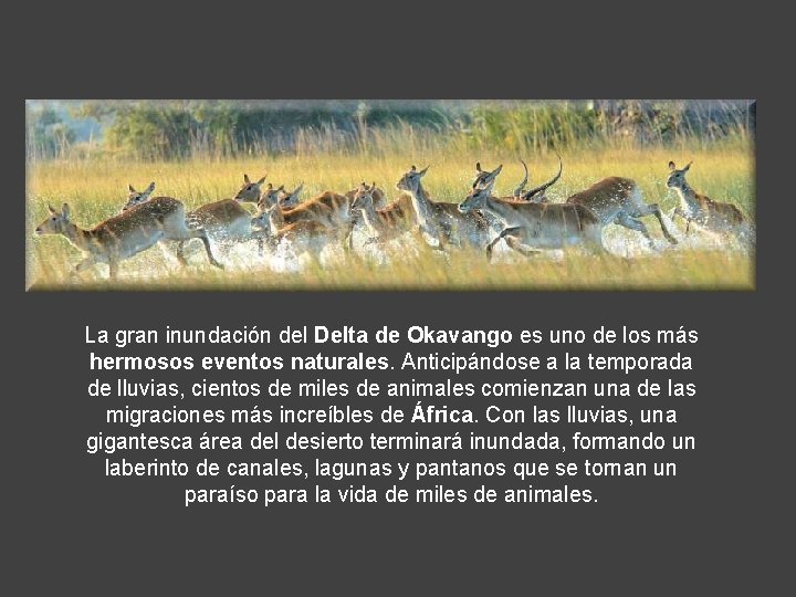 La gran inundación del Delta de Okavango es uno de los más hermosos eventos