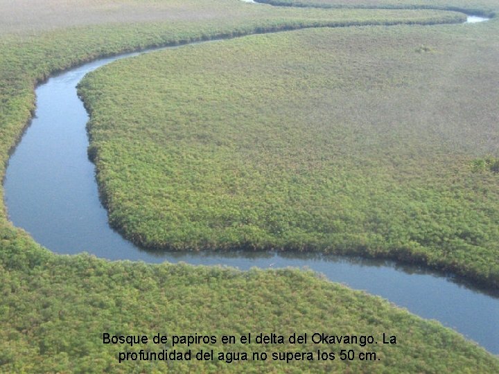 Bosque de papiros en el delta del Okavango. La profundidad del agua no supera