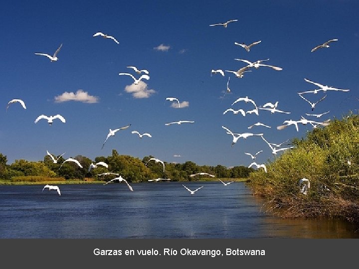 Garzas en vuelo. Río Okavango, Botswana 