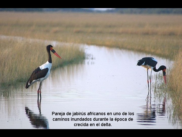 Pareja de jabirús africanos en uno de los caminos inundados durante la época de