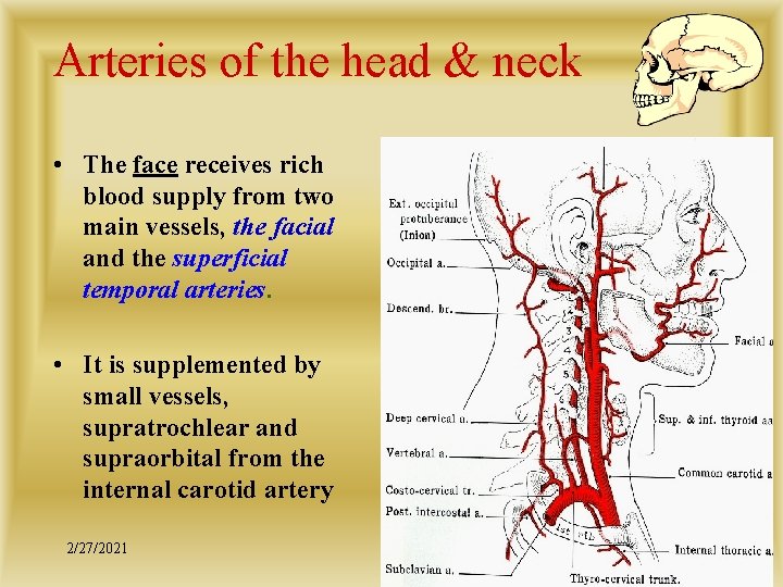 Arteries of the head & neck • The face receives rich blood supply from