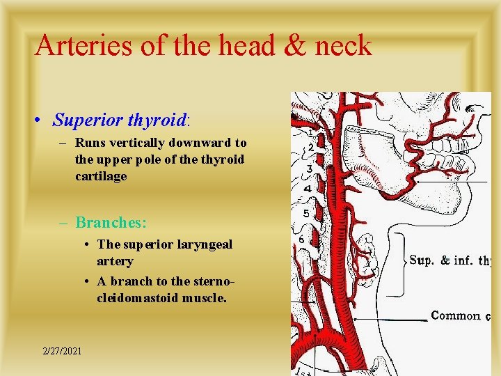 Arteries of the head & neck • Superior thyroid: – Runs vertically downward to