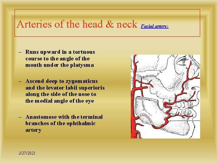 Arteries of the head & neck – Runs upward in a tortuous course to