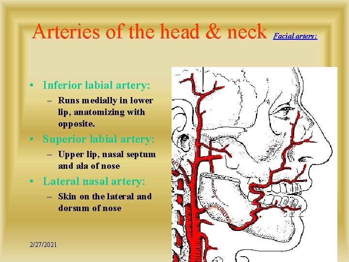 Arteries of the head & neck • Inferior labial artery: – Runs medially in